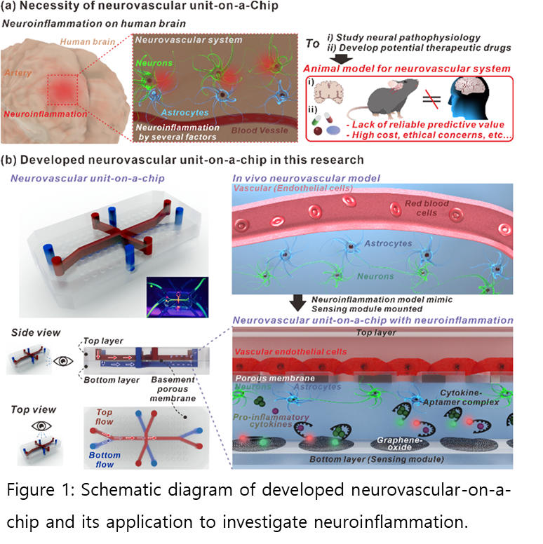 Neurovascular Modeling