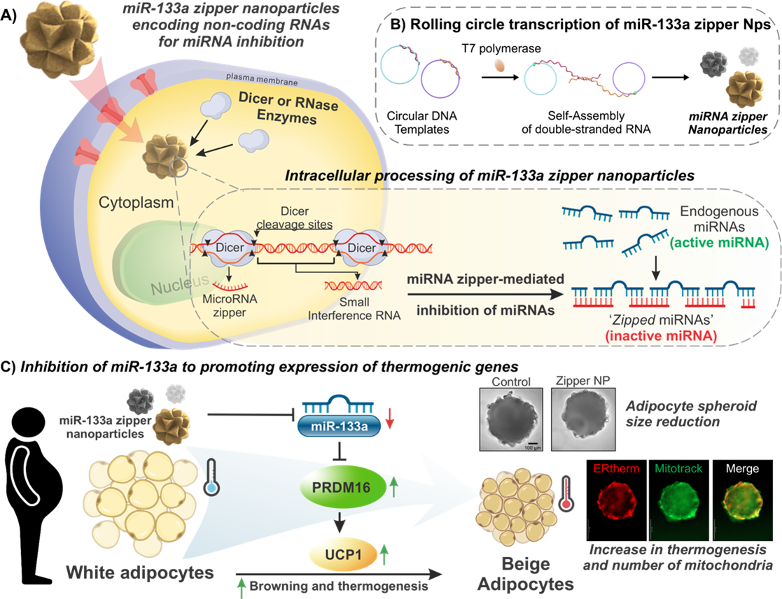 RNA Nanoparticles
