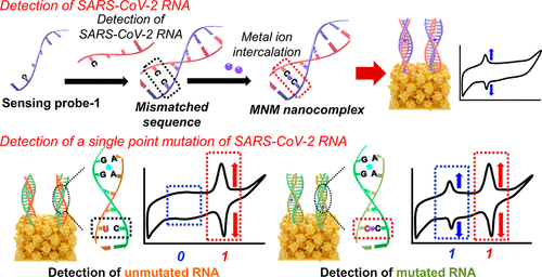 KiBum Article Detecting Mutated SARS CoV 2 Viral RNAs