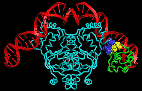Regulation of Transcription