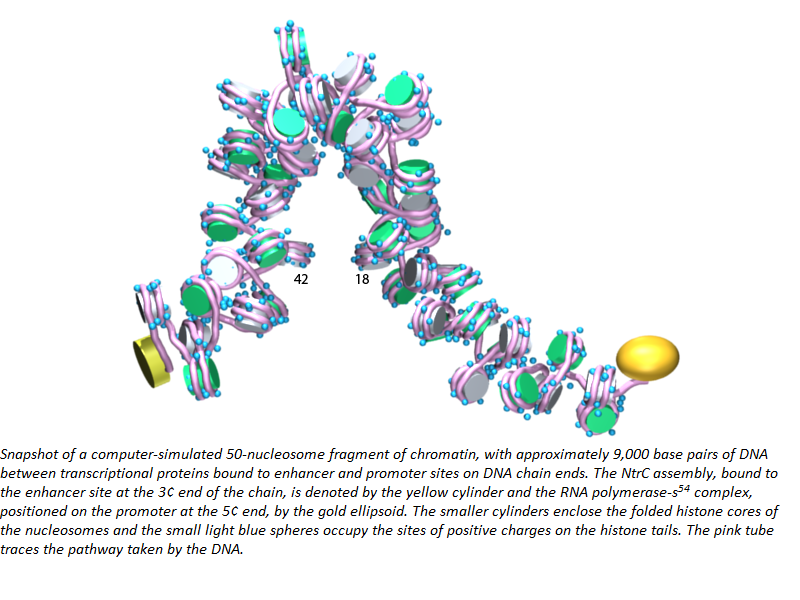 Long Range Communication on Chromatin Image with caption