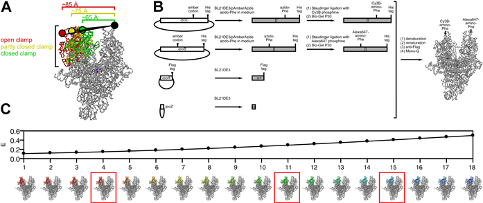 Single molecule fluorescence resonance energy transfer