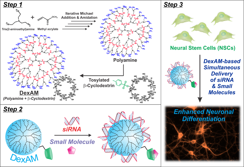 Single Vehicular Delivery of siRNA 800